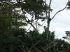 tropical hardwood with howler monkeys costa rica